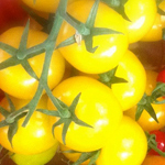 žlutá rajčata